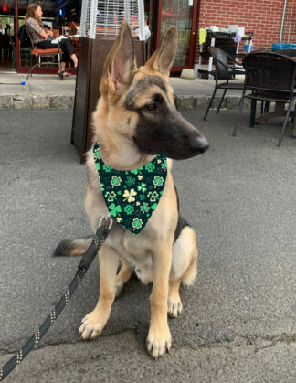 St. Patrick's Day Woof